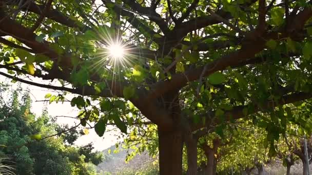 Сонячні промені прориваються крізь гілки дерев — стокове відео