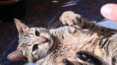 Sırtüstü yatmış kediyle oynayan bir adam.