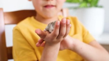 Çocuk evde hamsterla oynuyor.