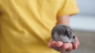 Hamster çocukların elinde oturarak kendini yıkıyor.