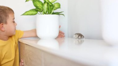 Çocuk evde hamsterla oynuyor.