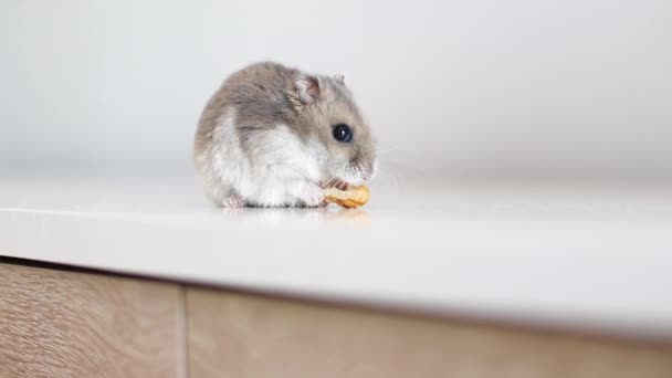 Hamster makan serpih jagung sendiri duduk di atas meja — Stok Video