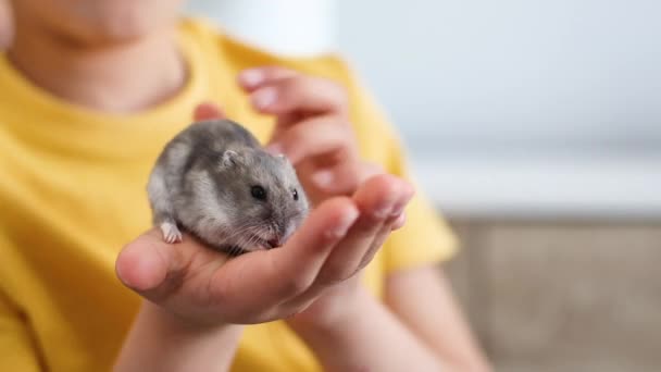 Boy playing with hamster at home and smiling — Stock Video