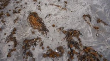 Fırtına sırasında deniz kıyısında. Algler kumda yatar.
