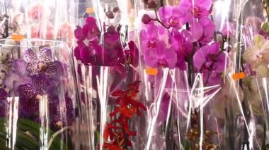 İspanya 'da çiçekçide orkideler