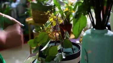 Woman in a flower salon make a bouquet in a box