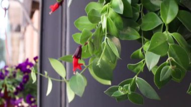 Flowers in pots at the entrance to the flower shop