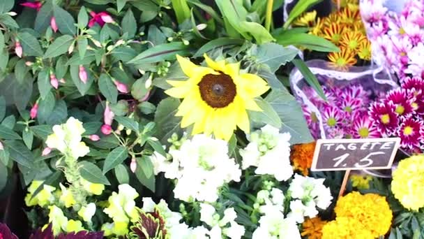 Flowers in pots and price tags for them at the entrance to the flower shop — Vídeo de Stock