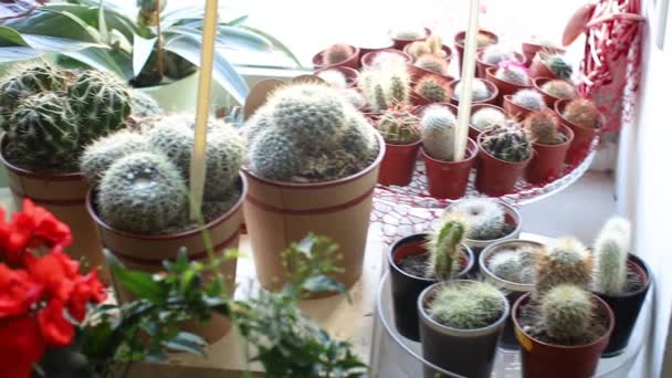 Cactus en andere bloemen op de vensterbank in de bloemenwinkel — Stockvideo