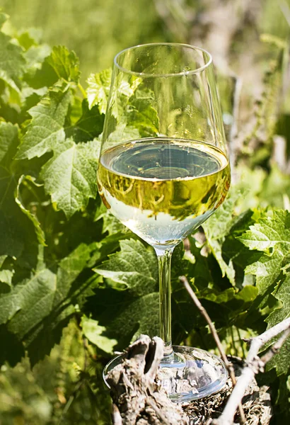 Weißwein Glas Vor Dem Hintergrund Der Natur Hochwertiges Foto — Stockfoto