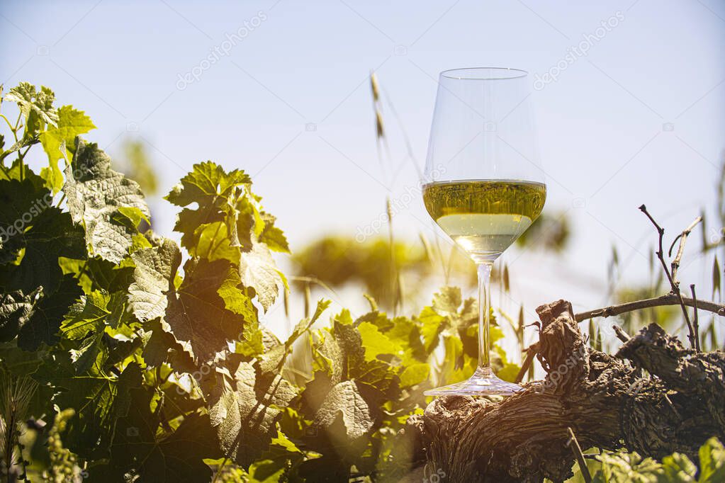 A glass of white wine near a vineyard against the sky. High quality photo