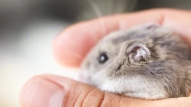 Hamster bir adamın elinde oturur. Yüksek kaliteli FullHD görüntüler