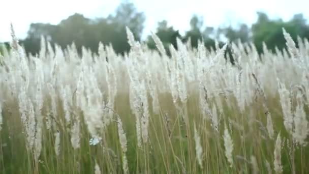 Fluffy luminous spikelets of dry grass in a meadow at sunset sway in the wind — Wideo stockowe