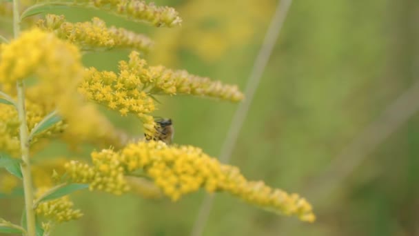 Honey bee collects nectar from yellow flowers in an sunny day — Stok video