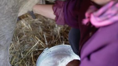 Geleneksel inek sağma yöntemi. Taze süt. İnek memesi. Kadın eli. Yakın plan..