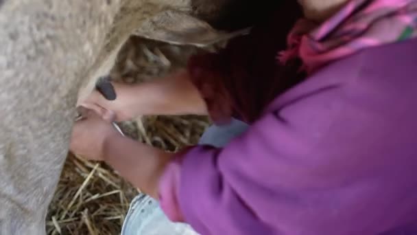 传统的挤奶方法 鲜牛奶 用奶牛的 女人的手 后续行动 — 图库视频影像