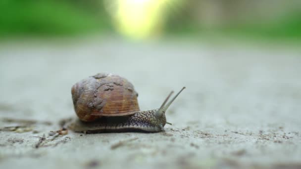 Close Van Een Slak Kruipend Een Onverharde Weg Slak Beweegt — Stockvideo