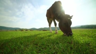 Dağlardaki bir çayırda ot yiyen bir süt ineğinin yakın çekimi. Sığır ineği ot yer. Süt ineği otluyor. Çiftlik hayvanları otluyor..