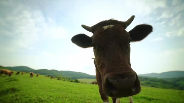 Extreme Close Curious Dairy Cow Brown White Spotted Cow Portrait — Stock Video