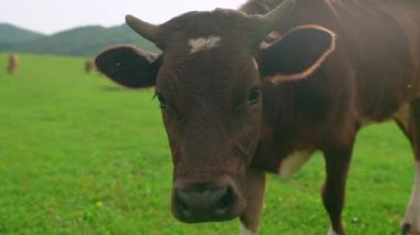 İnek kameraya bakar. Otlaktaki inek yavaş çekimde yakın çekimde. Yüksek kalite 4k görüntü