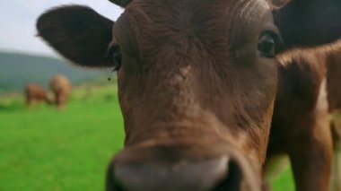 İnek kameraya bakar. Otlaktaki inek yavaş çekimde yakın çekimde. Yüksek kalite 4k görüntü