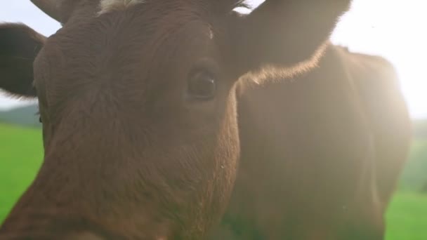 Krowa Patrzy Kamerę Krowa Pastwisku Zwolnionym Tempie Wysokiej Jakości Materiał — Wideo stockowe