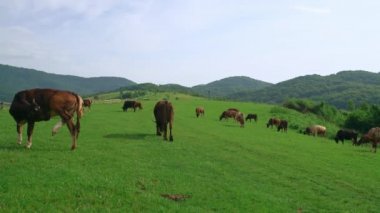Güneşli bir yaz gününde dağda otlayan bir inek sürüsü. Ekoloji kavramı.
