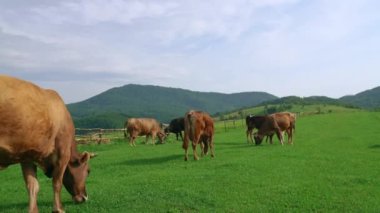 Güneşli bir yaz gününde dağda otlayan bir inek sürüsü. Ekoloji kavramı.