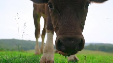 Meraklı bir süt ineğinin çimenleri çiğnerkenki aşırı yakın çekimi. Kahverengi ve beyaz benekli inek portresi. Ön manzara. 4k