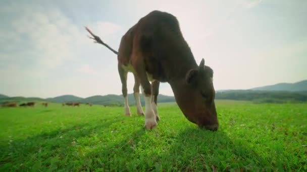 Close Uma Vaca Leiteira Comendo Grama Prado Nas Montanhas Vacas — Vídeo de Stock