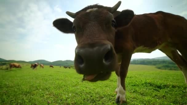 Detailní Záběr Zvědavé Dojnice Žvýkající Trávu Extrémní Portrét Krávy Detailní — Stock video