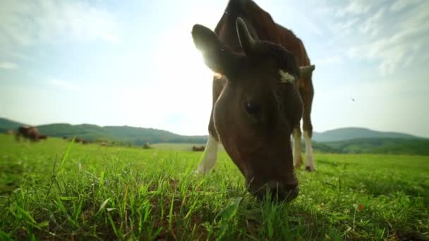 Extreme Nahaufnahme Einer Neugierigen Milchkuh Braun Und Weiß Gefleckte Kuh — Stockvideo