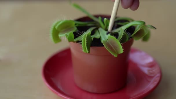 Feeding Venus Flytrap Insects Tweezers Venus Flytrap Eats Fly Close — Stockvideo