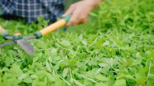 Bahçıvanın Elleri Bahçe Makası Ile Süs Çalıları Kesiyor Bahçenin Mevsimsel — Stok video