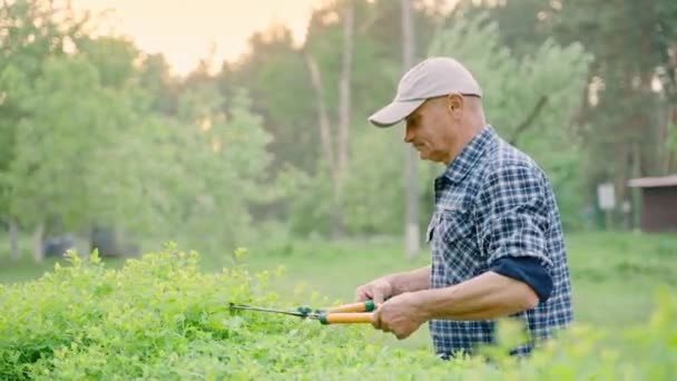 Manlig Trädgårdsmästare Beskärning Dekorativa Buskar Med Klippning Saxar Privat Gård — Stockvideo