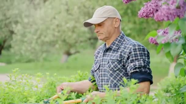 Samec Zahradník Prořezává Dekorativní Keře Nůžkami Zastřihování Soukromém Dvorku Přední — Stock video