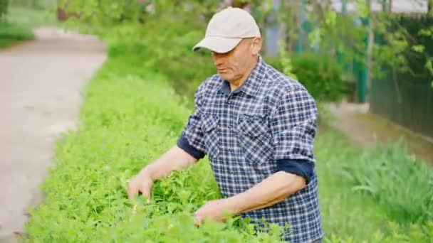 Close Jardineiro Masculino Corte Arbustos Ornamentais Com Tesouras Jardim Manutenção — Vídeo de Stock