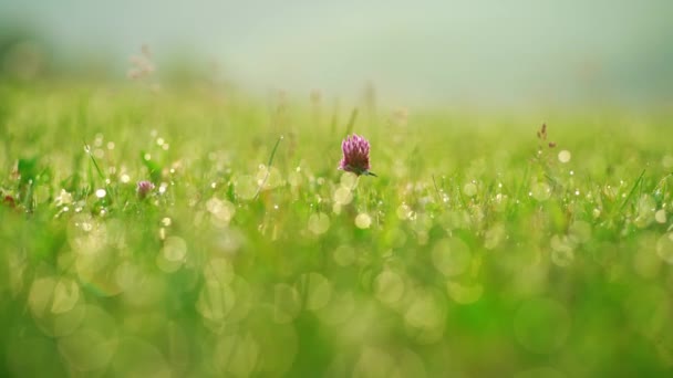 Poranna Rosa Zielonej Trawie Naturalnej Rano Sunlight Streszczenie Świeżych Zielona — Wideo stockowe
