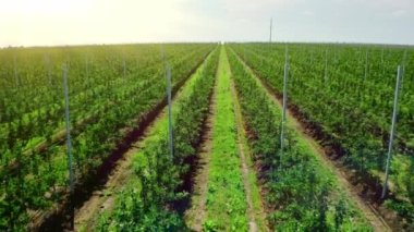 Rows of young fruit trees in a plant nursery. Video filming from the air. View from above. Aerial video of the agricultural landscape