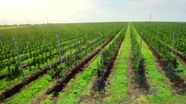 Kuş bakışı bir meyve ağacı dikmek. Bitki fidanlığındaki meyve ağaçlarının taze tohumları. Havadan çekilen video. Yan görünüm