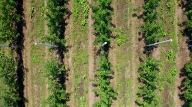 Kuş bakışı bir meyve ağacı dikmek. Bitki fidanlığındaki meyve ağaçlarının taze tohumları. Havadan çekilen video. Yukarıdan görüntüle