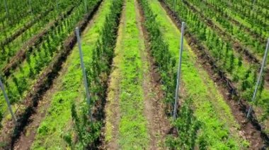 Rows of young fruit trees in a plant nursery. Video filming from the air. View from above. Aerial video of the agricultural landscape