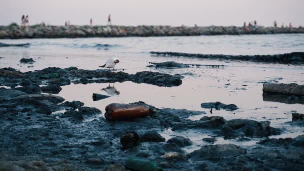 Nsan Atıklarıyla Okyanus Suyu Kirliliği Plastik Çöp Deniz Kıyısındaki Siyah — Stok video