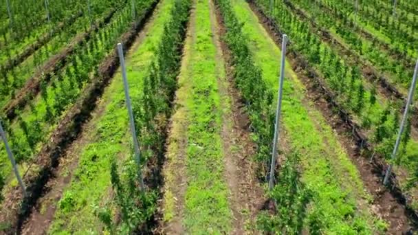 Rows Young Fruit Trees Plant Nursery Video Filming Air View — 비디오