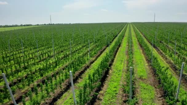 Rows Young Fruit Trees Plant Nursery Video Filming Air View — Αρχείο Βίντεο