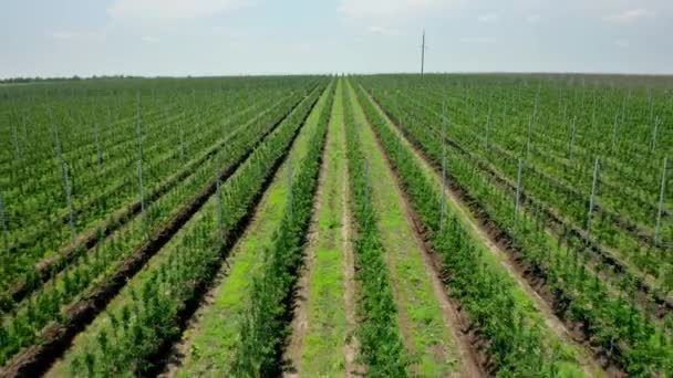 Planting Fruit Trees Birds Eye View Young Seedlings Fruit Trees — Vídeo de Stock