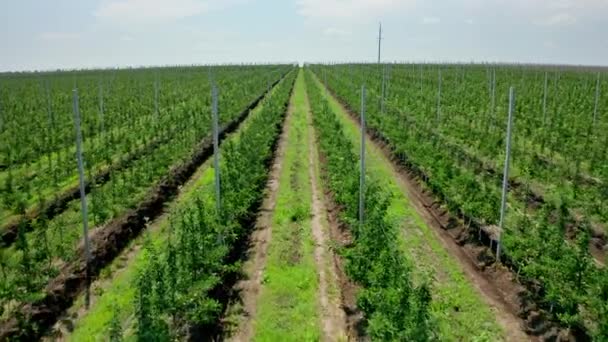 Rows Young Fruit Trees Plant Nursery Video Filming Air View — Vídeo de Stock