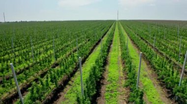 Planting fruit trees from a birds eye view. Young seedlings of fruit trees in a plant nursery. Video filming from the air. Side view