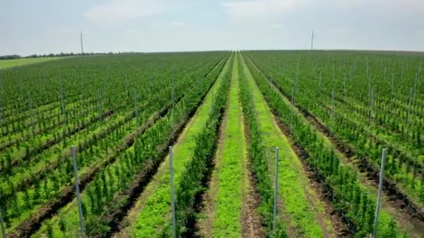 Rows Young Fruit Trees Plant Nursery Video Filming Air View — стоковое видео