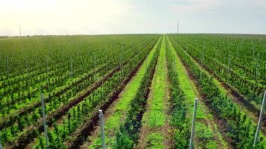 Planting fruit trees from a birds eye view. Young seedlings of fruit trees in a plant nursery. Video filming from the air. Side view